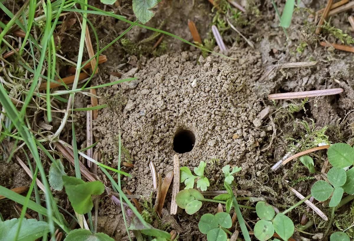 Erdnest einer Sandbiene: ein kuppelförmiger Hügel aus ausgegrabener Erde mit dem Eingang zum Brutgang in der Mitte